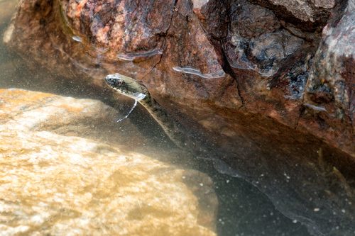 Tessellated Water Snake