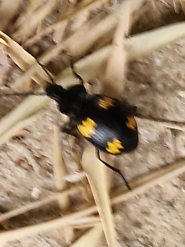 Craspedophorus sublaevis