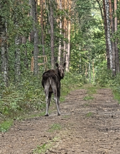 Moose