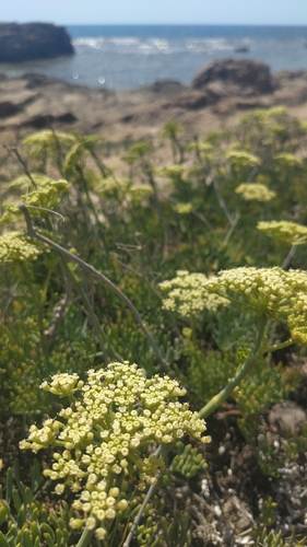 rock samphire