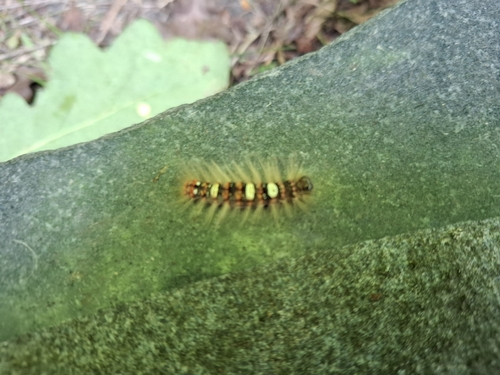 Scarce Merveille du Jour