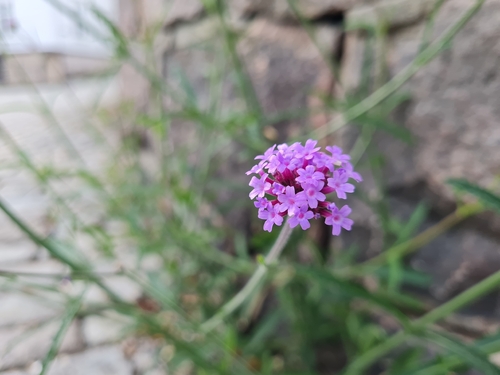 purpletop vervain