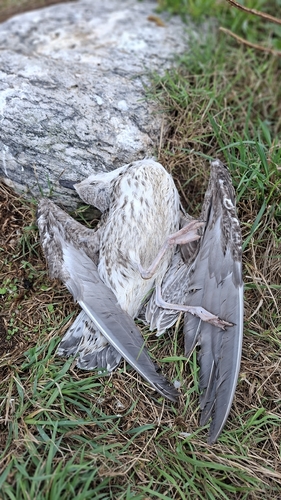 Lesser Black-backed Gull