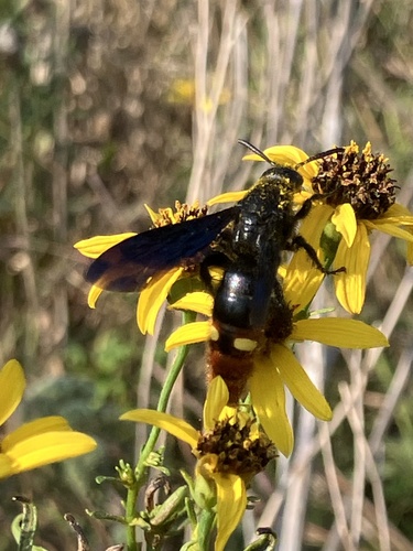 Blue-winged Scoliid Wasp