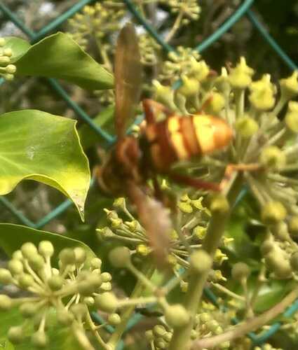 Milesia crabroniformis