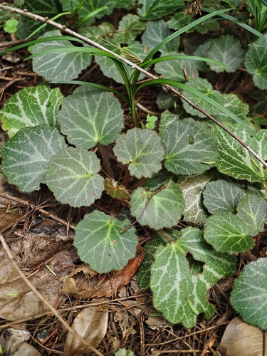 Mother-of-thousands