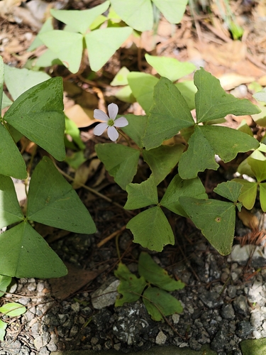 false shamrock