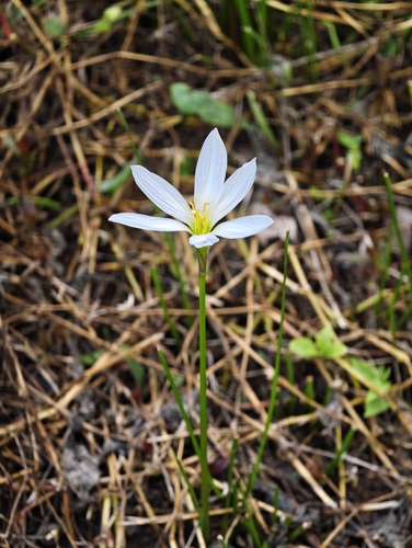 White rain-lily