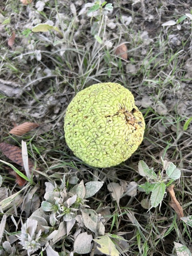 Osage-orange