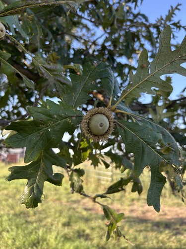 bur oak