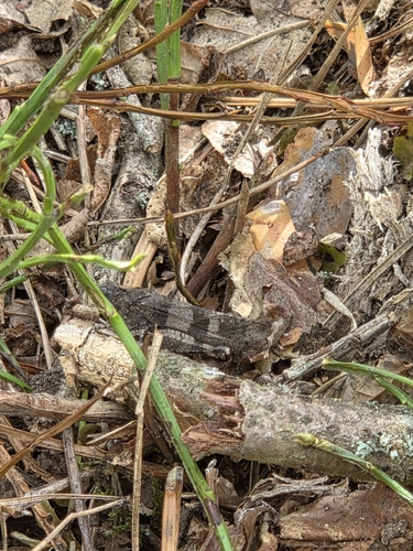 Blue-winged Grasshopper