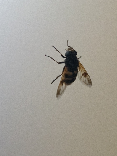 Volucella elegans