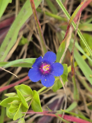 Blue Scarlet Pimpernel