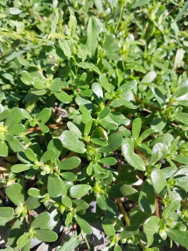 Common Purslane