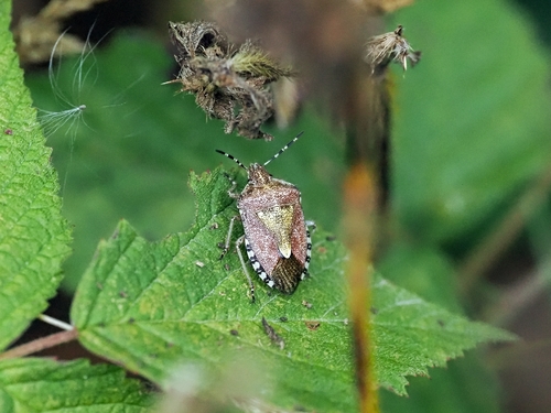 Sloe Bug