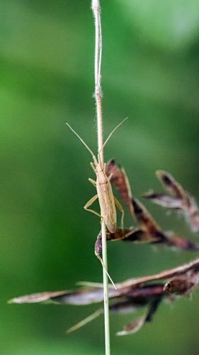 Grass bug