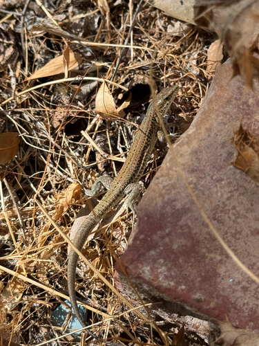 Catalonian Wall Lizard