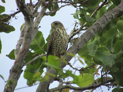 Roadside Hawk