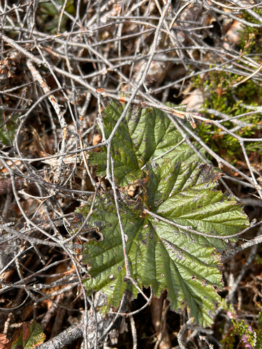 cloudberry