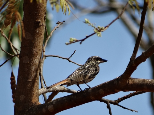 Streaked Flycatcher