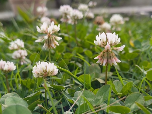 white clover