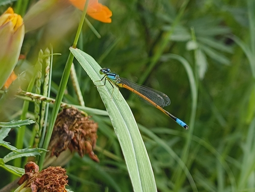 Ischnura inarmata