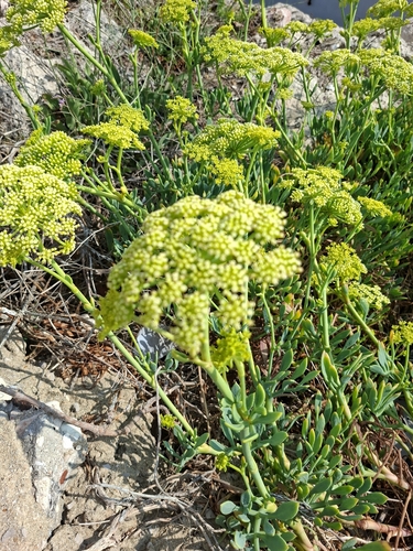 rock samphire