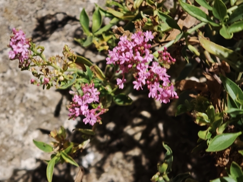 Red Valerian