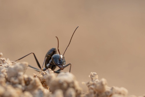 Cataglyphis fortis