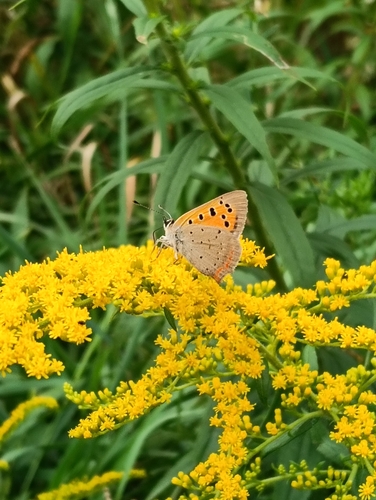 Small Copper