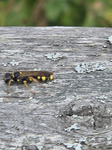 Field digger wasp