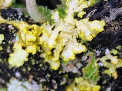 Powdered Sunshine Lichen