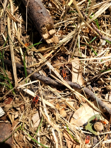 European Firebug