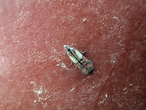 Indian-Meal Moth