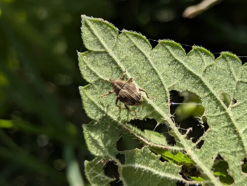 Cardipennis sulcithorax