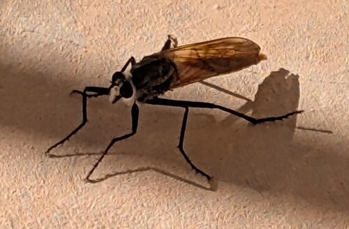Eccoptopus longitarsis