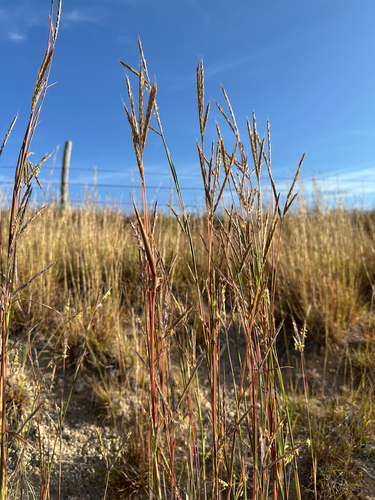 big bluestem