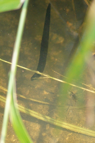 Horse Leech