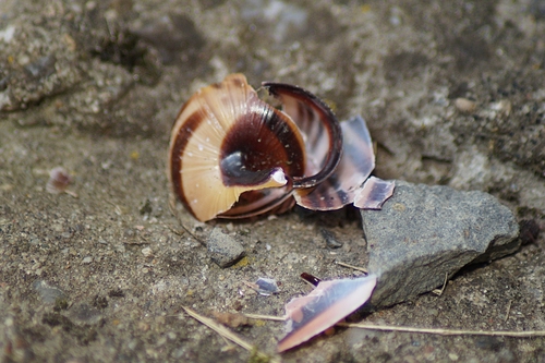 Brown-lipped Snail