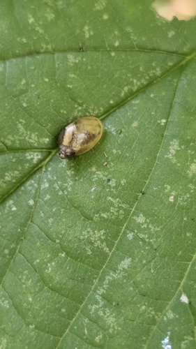 Common European Ambersnail