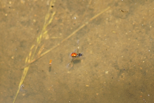 Seven-spotted Lady Beetle