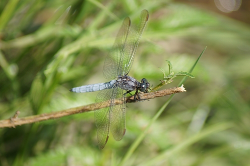 Keeled Skimmer