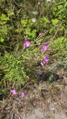 Great Willowherb
