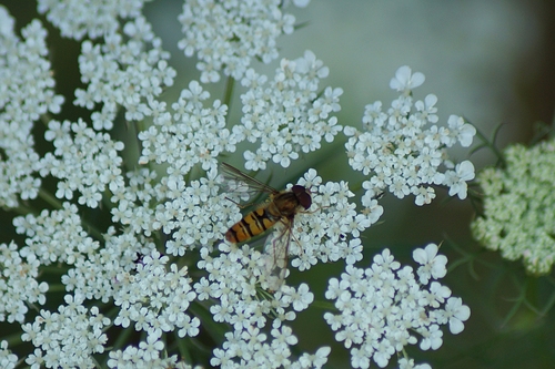 Marmalade Hover Fly