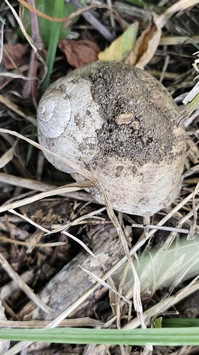 Roman Snail