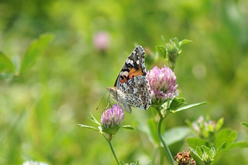 Painted Lady