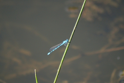 Common Blue Damselfly