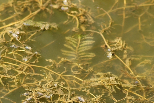 Curly-leaf Pondweed