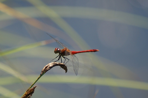 Ruddy Darter