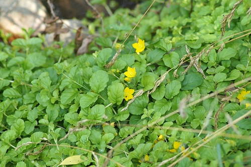 creeping Jenny